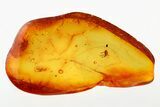 Two Detailed Fossil Mites (Acari & Trombidiidae) In Baltic Amber #278831-1